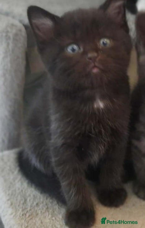Mixed Breed cats One loving and playful kitten needing home - Advert 5