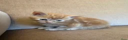 Mixed Breed cats for sale: Ready to go 4 ginger boy 1 tabby girl - Advert 27