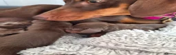 Miniature Dachshund dogs for sale: Gorgeous litter of miniature Dachshunds 🤎 - Advert 4