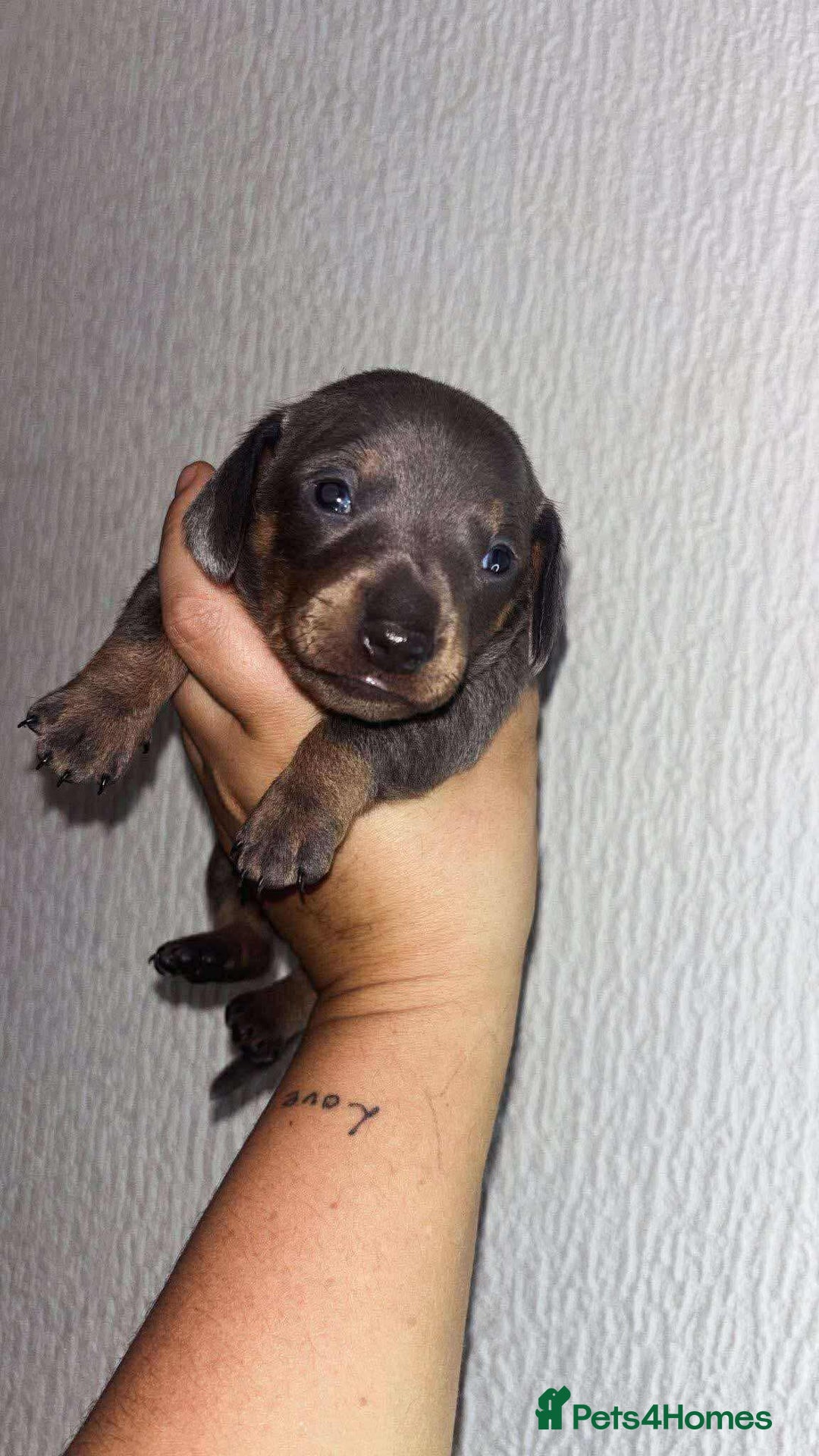 Miniature Dachshund dogs for sale: Tan & blue miniature dachshund boy - Advert 3