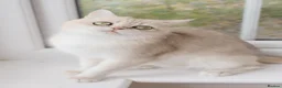 British Shorthair cats for sale: Beautiful BSH AY12 Golden Blue Female - Advert 13