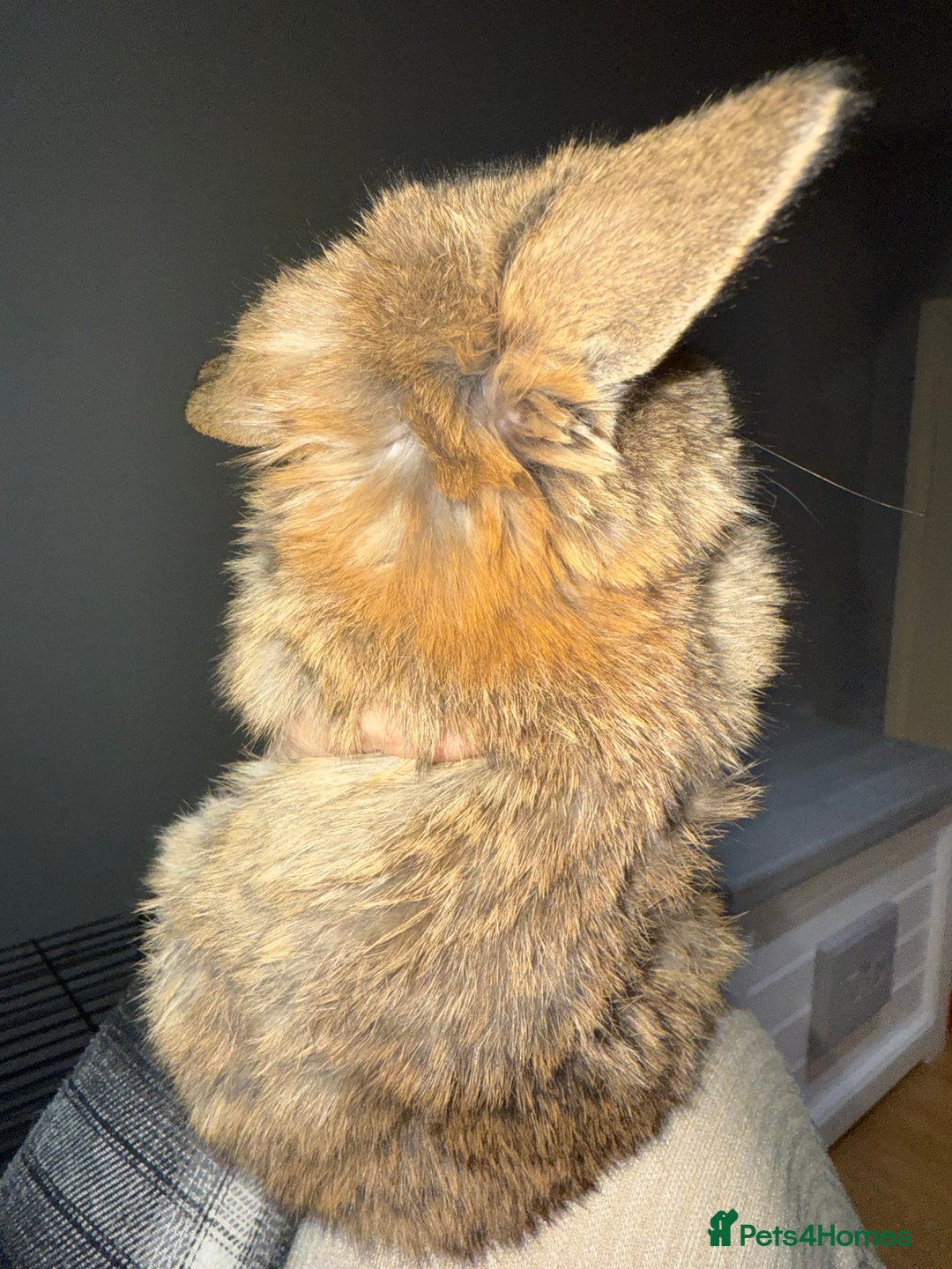 Mini Lop rabbits for sale: Exceptional BRC mini lops  - Advert 10