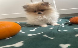 Pomeranian dogs for sale: Fluffy Pomeranian puppies - Image 16