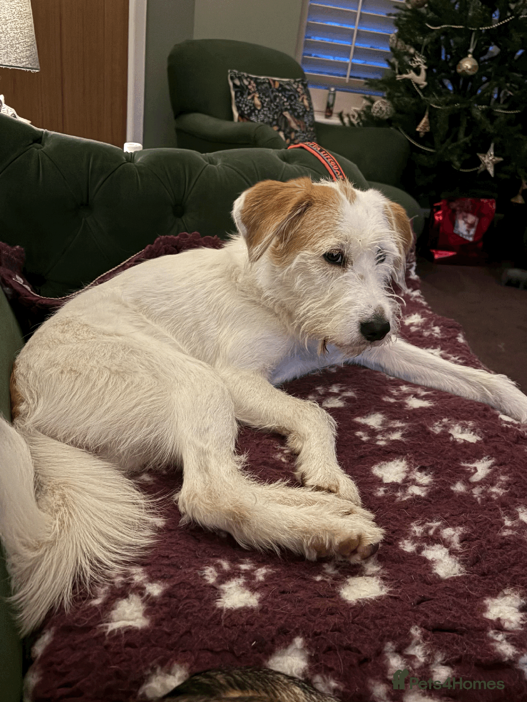 Mixed Breed dogs for sale: Sweet Dorothy looking for her family - Advert 2