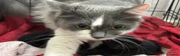 Mixed Breed cats for sale: Two beautiful black kittens  in Glasgow - Advert 4