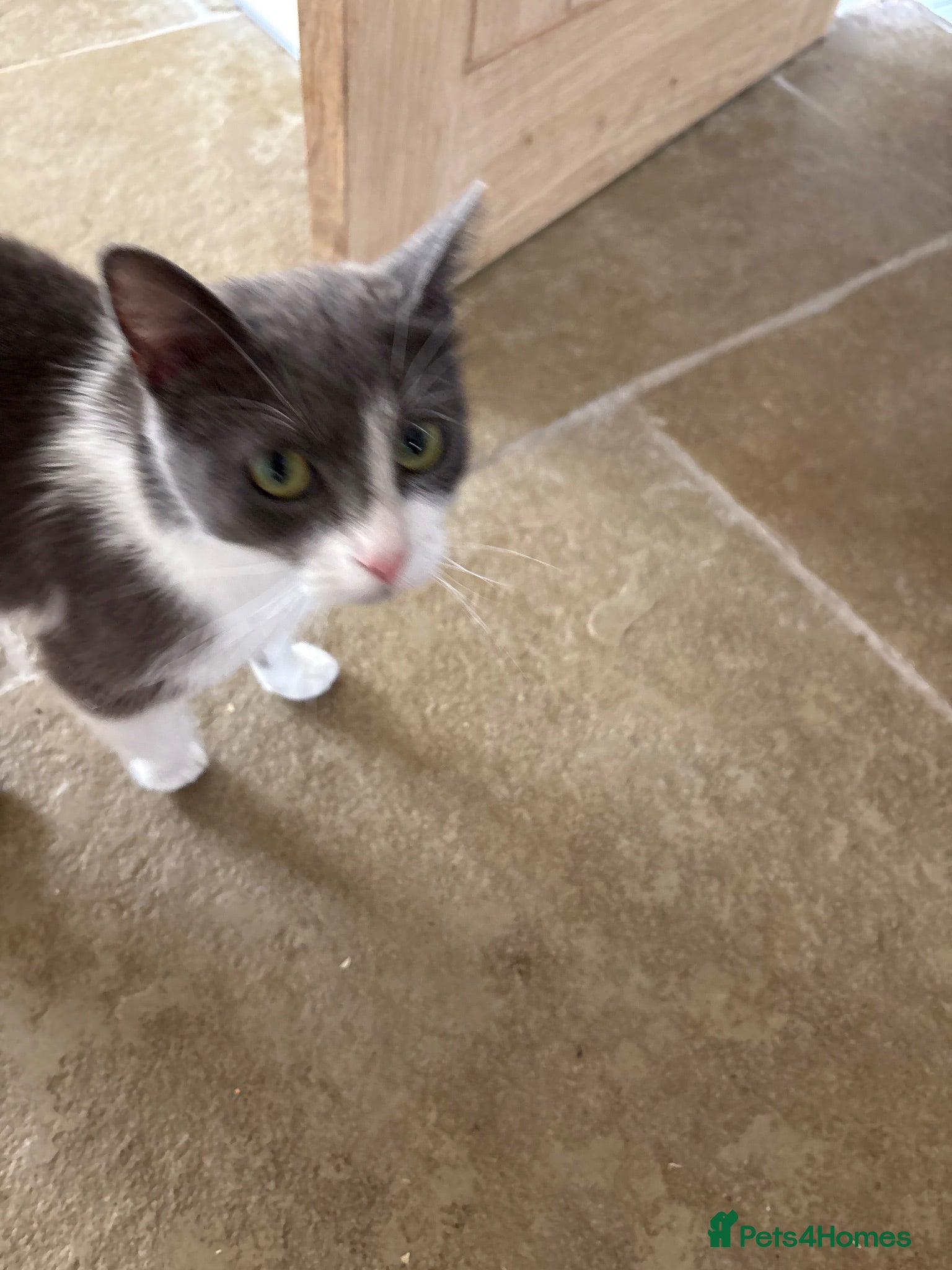 Mixed Breed cats Kittens for sale - Advert 1