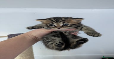 Maine Coon cats - Advert 6