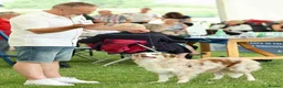 Border Collie dogs for sale: Stunning Champion line puppies  - Advert 14