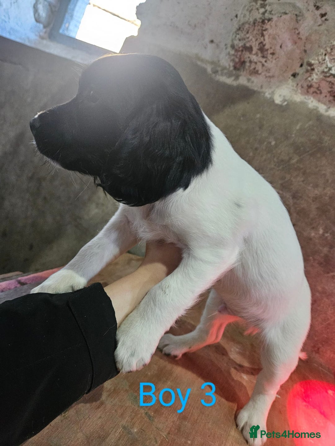 English Springer Spaniel dogs for sale: KC Registered Springer Spaniel Puppies  - Advert 18