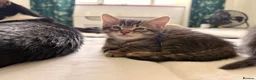 Domestic Shorthair cats for sale: Adorable Male kittens - Advert 9
