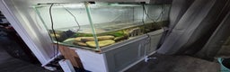 Axolotl reptiles for sale: Breeding pair of axolotls - Advert 3