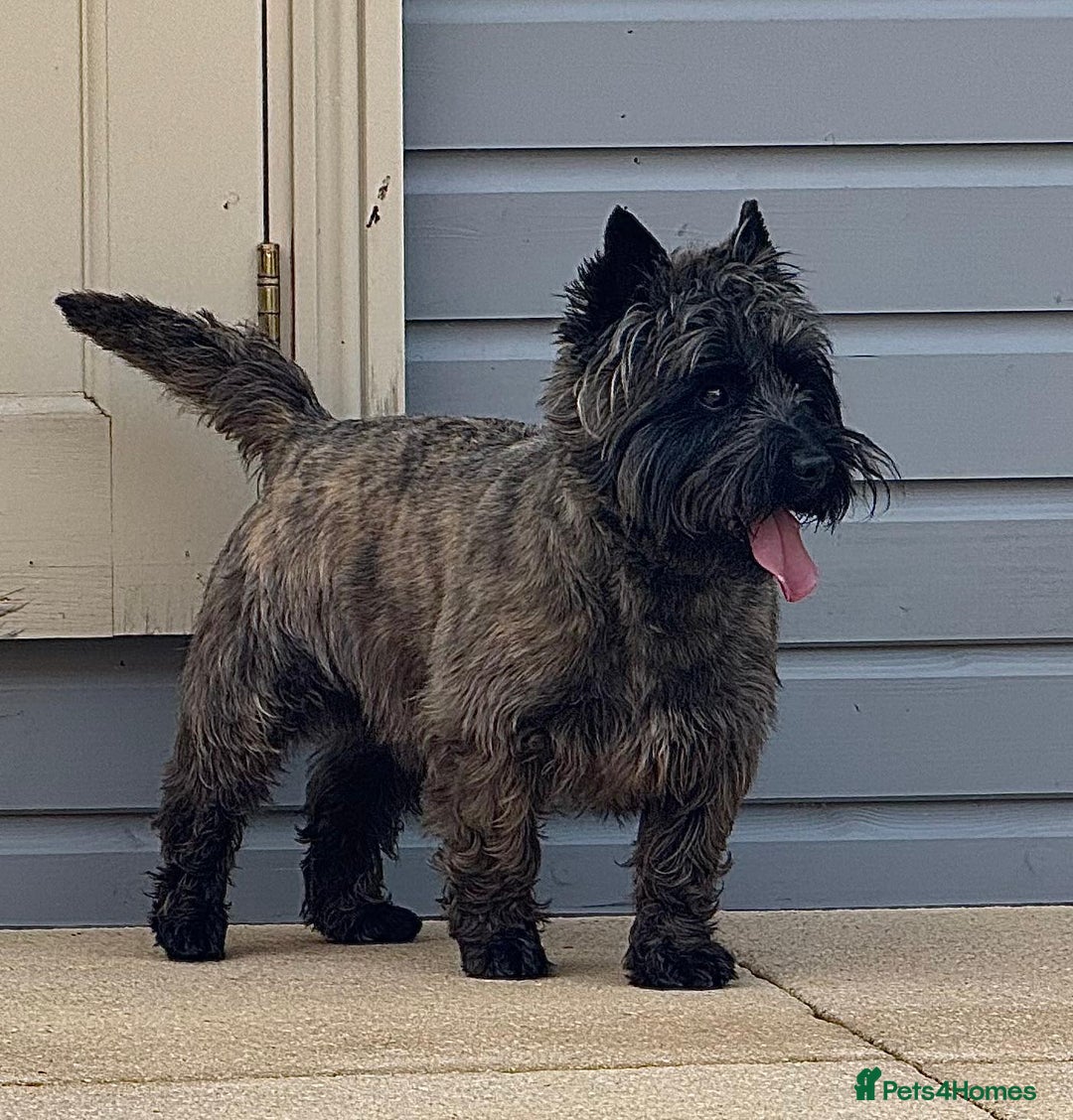 Cairn Terrier dogs for sale: KC Reg, Health tested, 5* licence. Cairns - Image 9