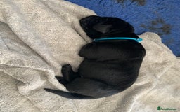 Labrador Retriever dogs for sale: 5* breeder🐾beautiful glossy black puppies ❤️  - Image 25