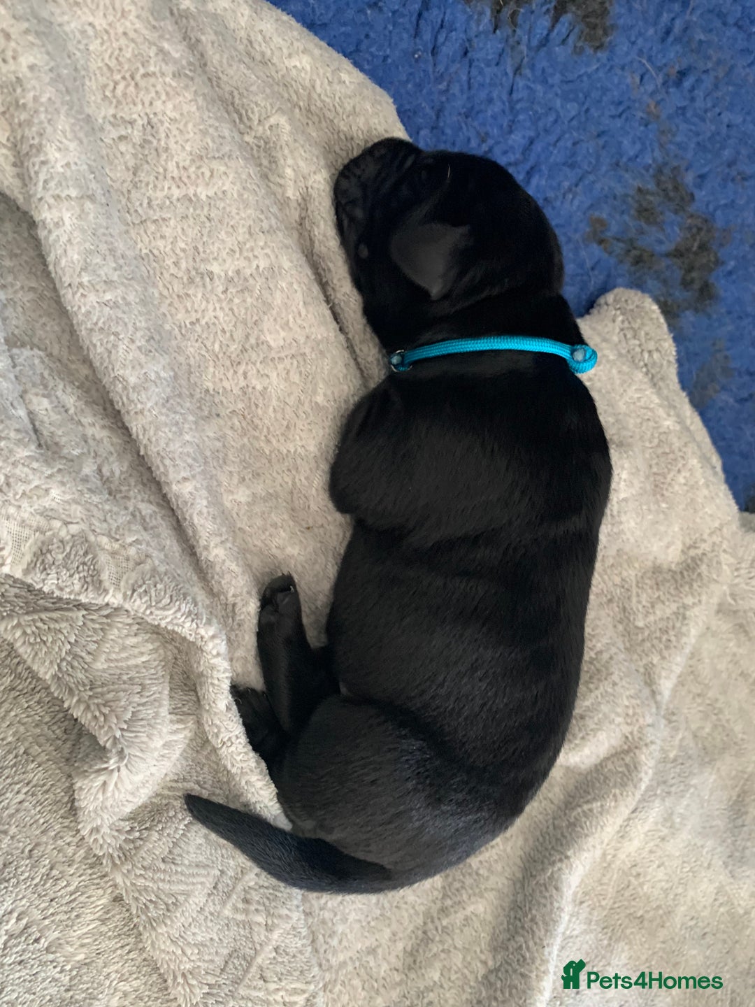 Labrador Retriever dogs for sale: 5* breeder🐾beautiful glossy black puppies ❤️  - Image 25