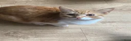 Mixed Breed cats for sale: Beautiful female cat  - Advert 2