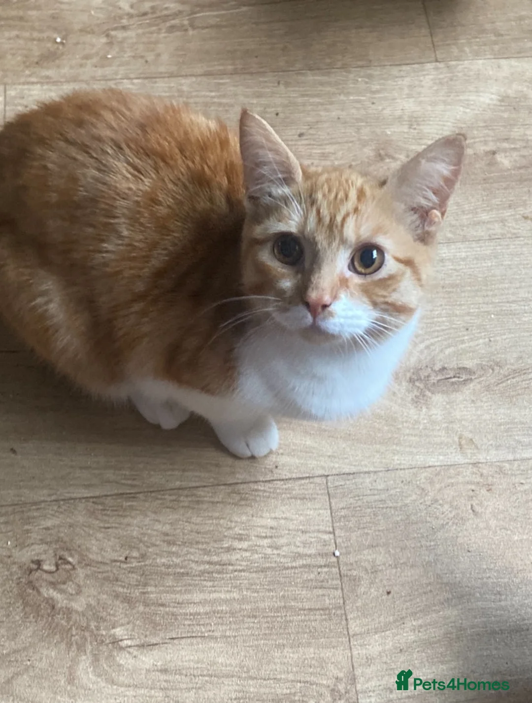 Mixed Breed cats for sale: Beautiful female cat  - Advert 2