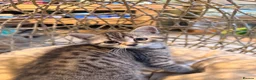British Shorthair cats for sale: British Shorthair cross kittens - Advert 6