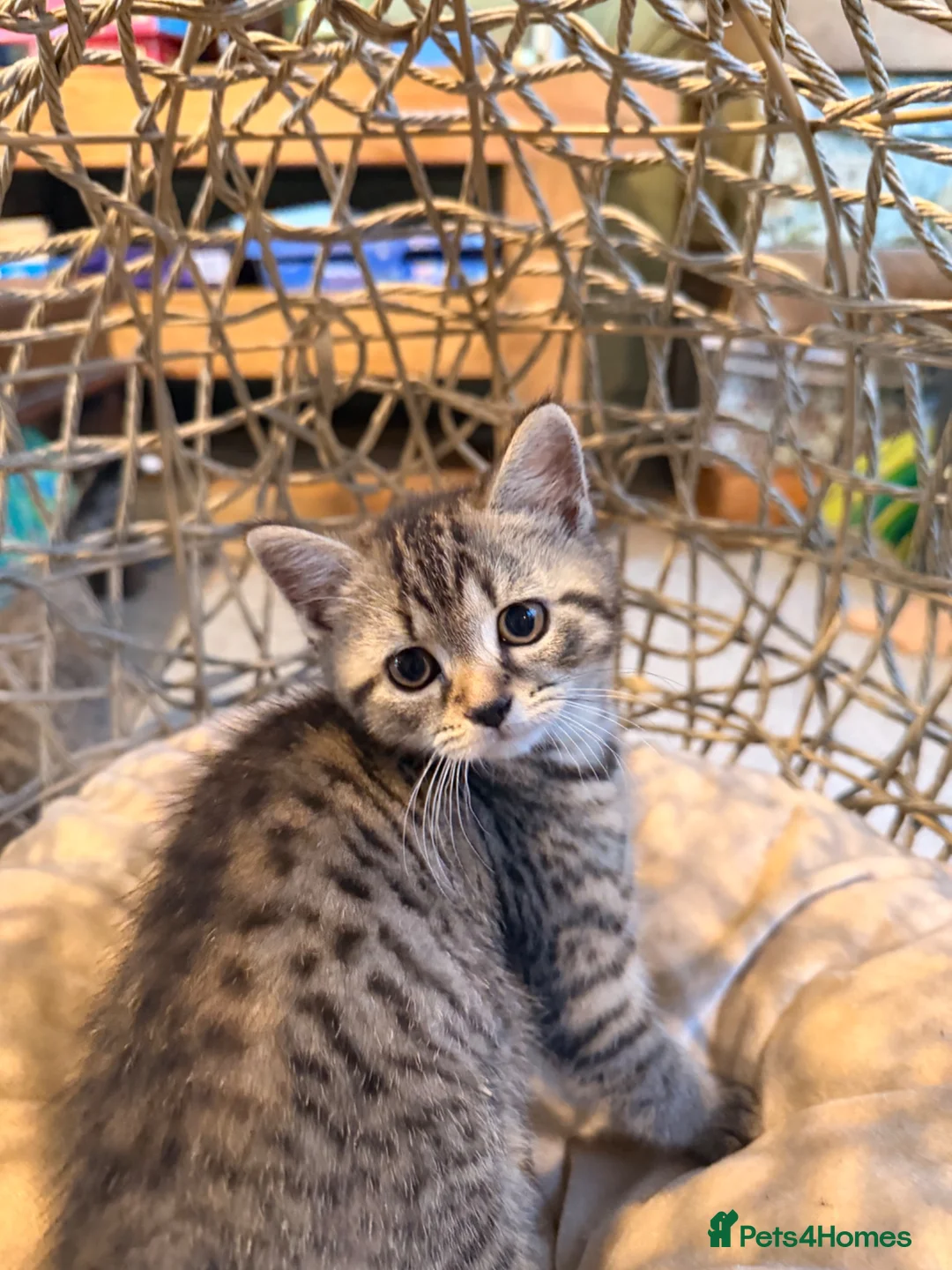 British Shorthair cats for sale: British Shorthair X Kittens - Advert 10