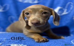 Dachshund dogs for sale: Dachshunds  - Image 15