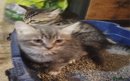 Mixed Breed cats for sale: 2 boys and 1 girl - Image 13