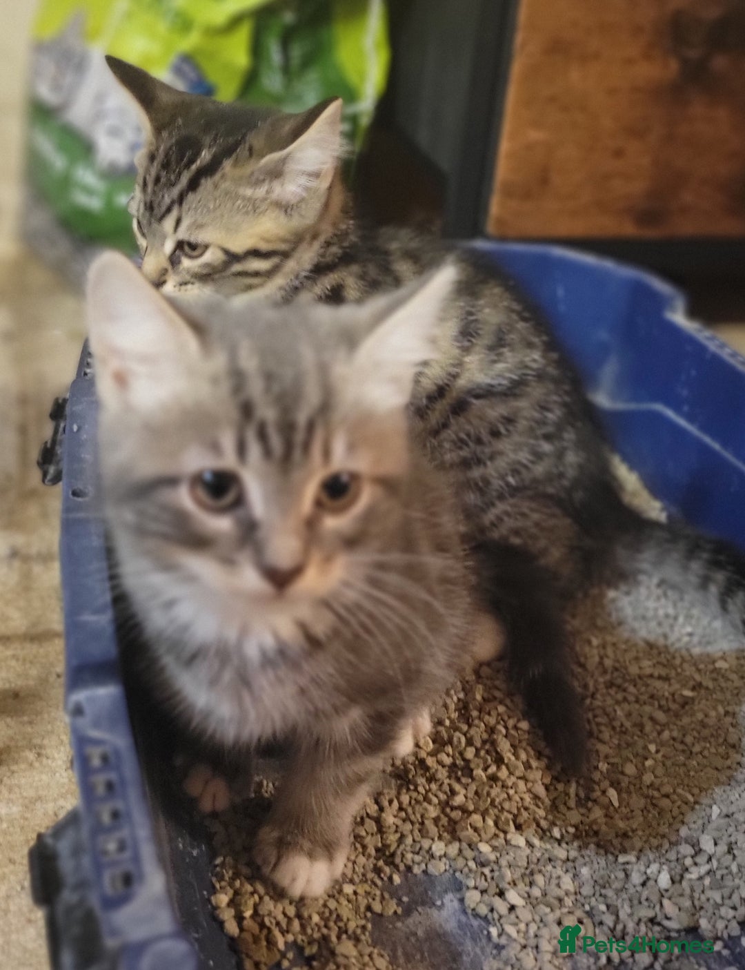 Mixed Breed cats for sale: 2 boys and 1 girl - Image 13