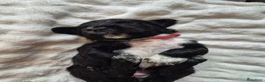 Sprocker 6