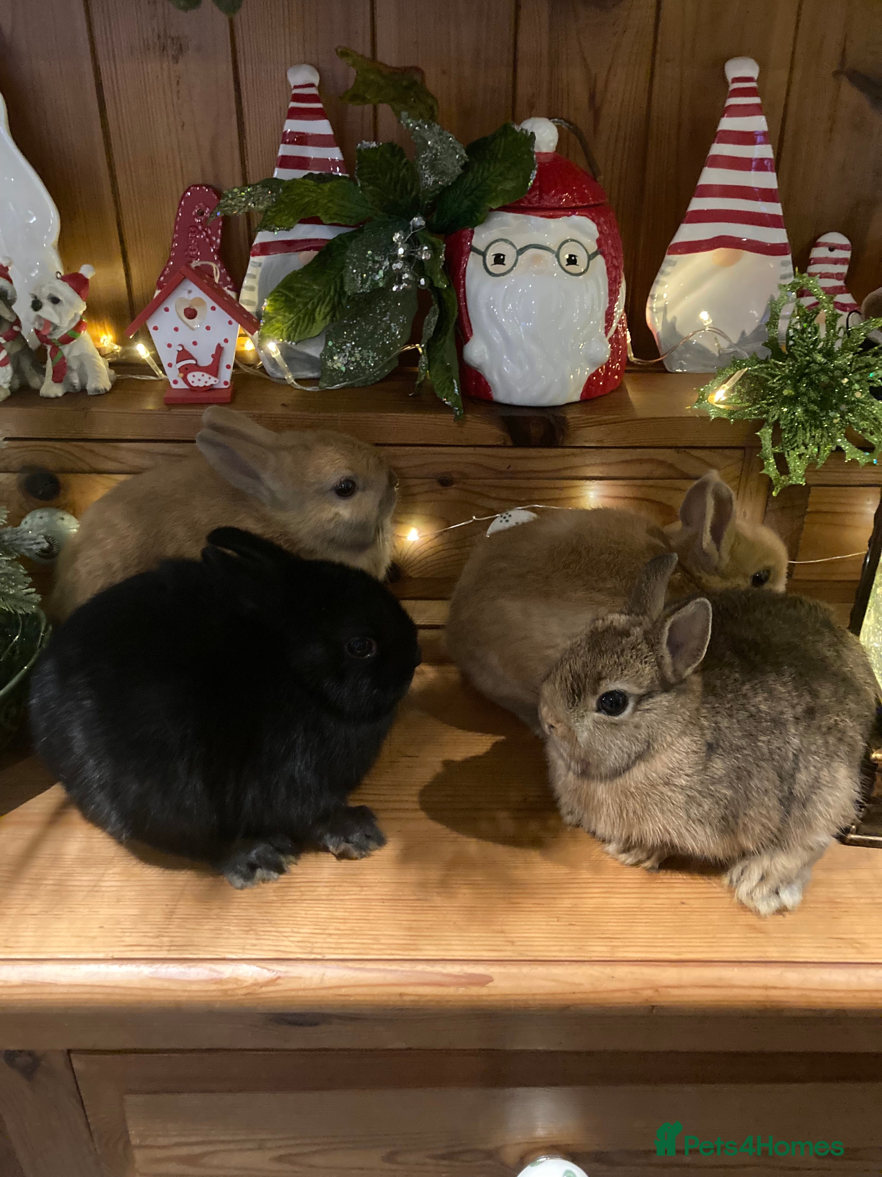 Netherland Dwarf rabbits Pure bred Netherland Dwarf Rabbits - Advert 2