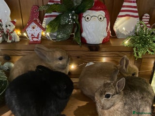 Netherland Dwarf rabbits Pure bred Netherland Dwarf Rabbits - Advert 1