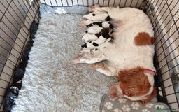 Cocker Spaniel dogs for sale: Stunning COCKER SPANIEL for sale - Image 1