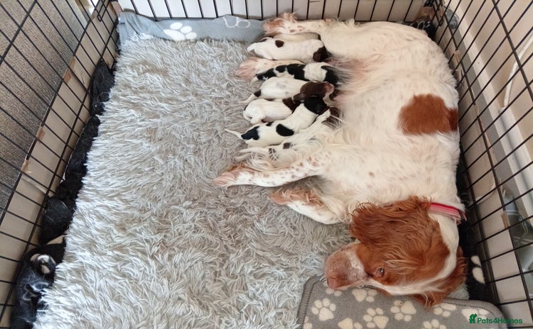 Cocker Spaniel dogs - Advert 1