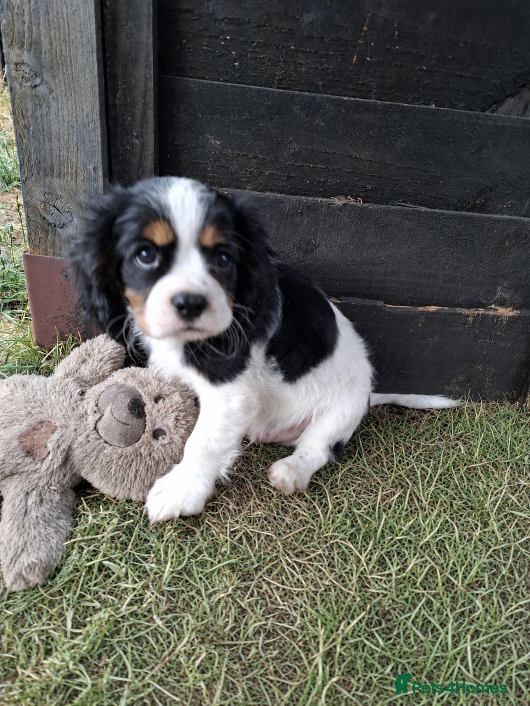 Cavalier King Charles Spaniel dogs 1 Tricolour Boy he is adorable 💚 ready now - Advert 1