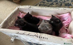 Domestic Shorthair cats for sale: Beautiful Kittens for sale  - Image 7