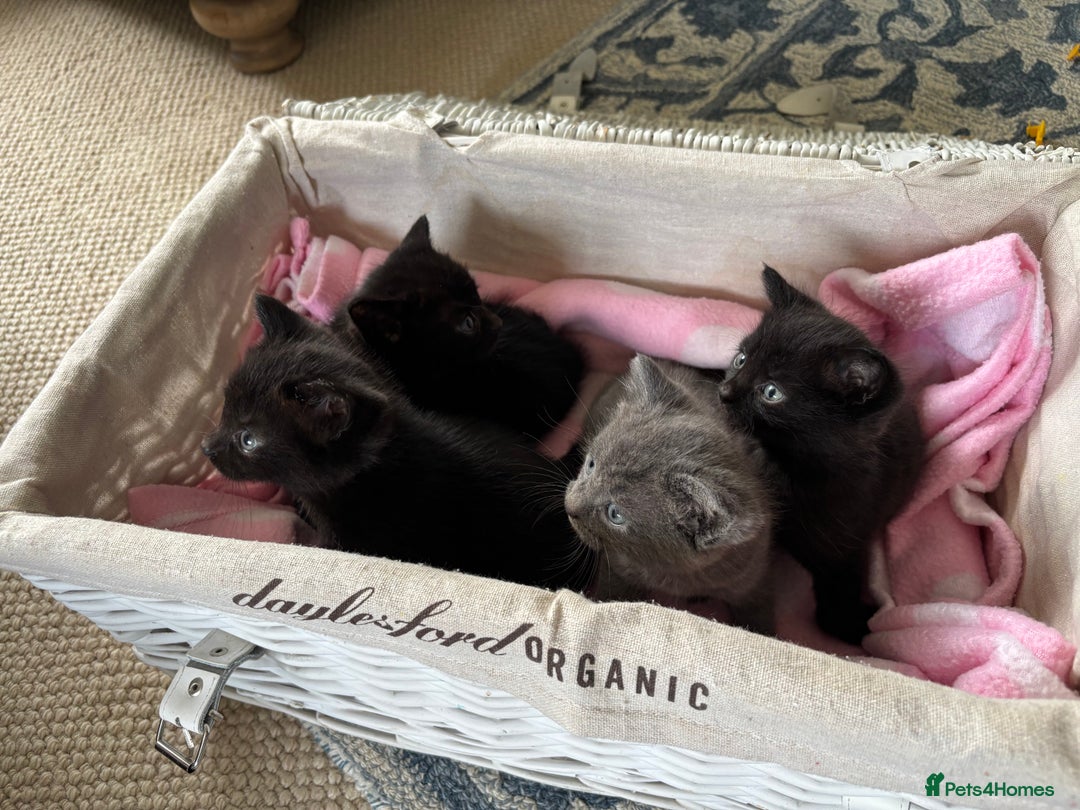 Domestic Shorthair cats for sale: Beautiful Kittens for sale  - Image 7