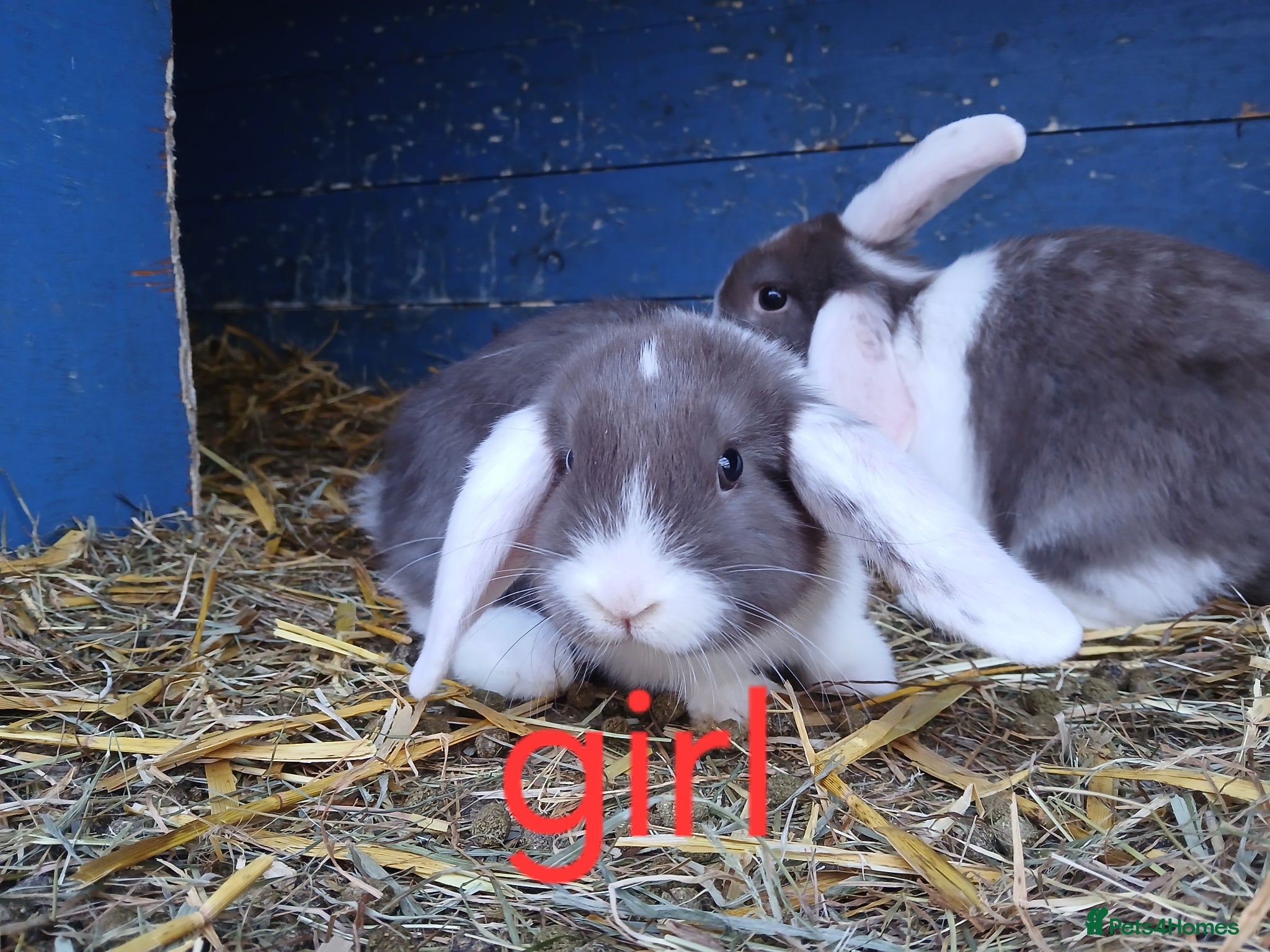 Mini Lop rabbits Minilop bunnies - Advert 2