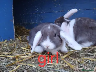 Mini Lop rabbits Minilop bunnies - Advert 2