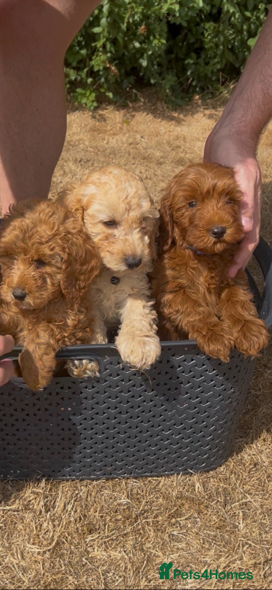 Cockapoo dogs Curly cockatoo  - Advert 8