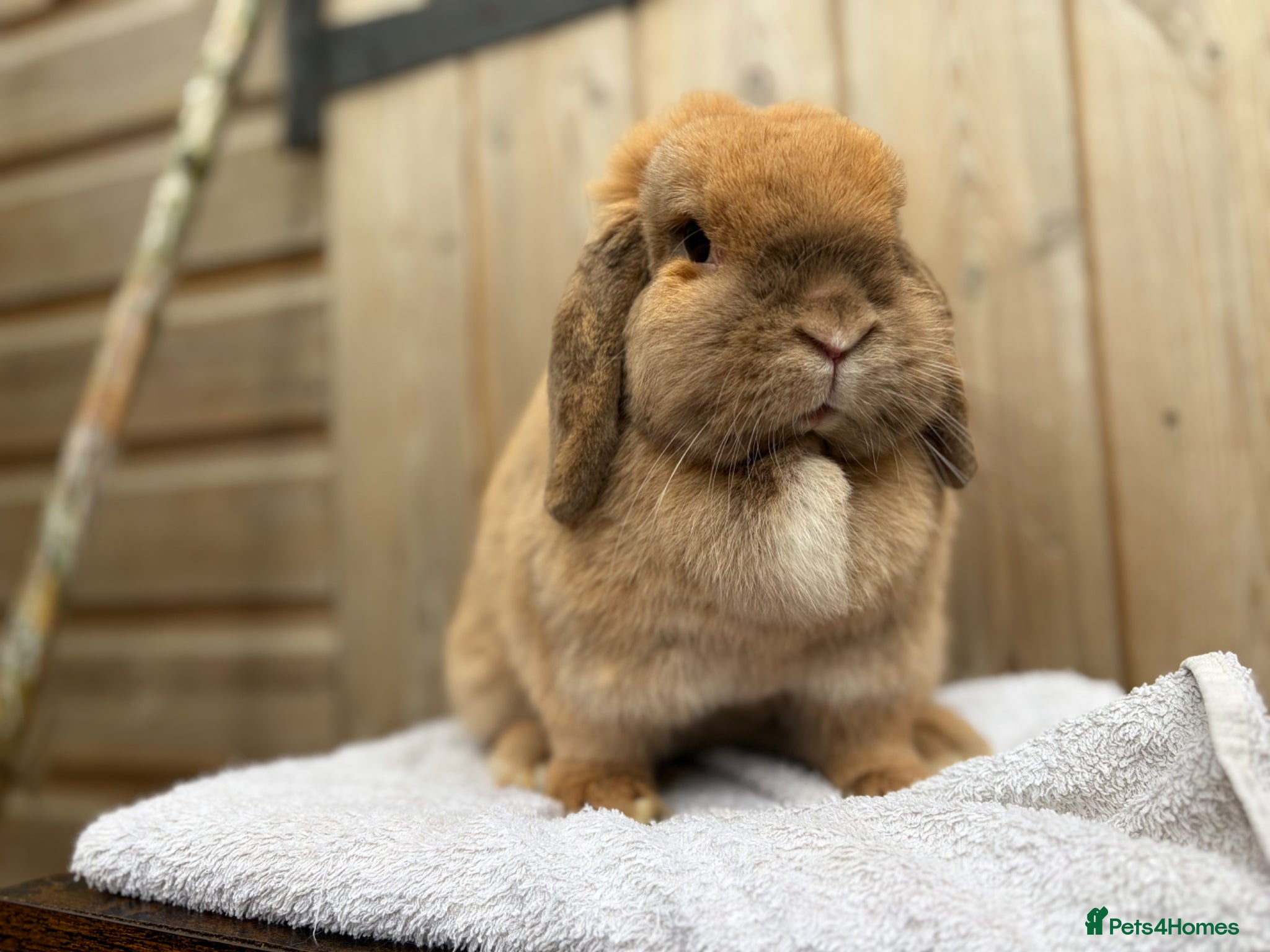 Mini Lop rabbits for sale: Poppy, mini lop doe looking for her forever home  - Advert 1
