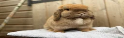 Mini Lop rabbits for sale: Poppy, mini lop doe looking for her forever home  - Advert 1