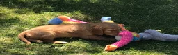 Mixed Breed dogs for sale: Comfort Retriever 5* breeder  in Whitchurch - Advert 13