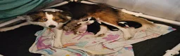Border Collie dogs for sale: Stunning Border Collie Pups - Advert 3