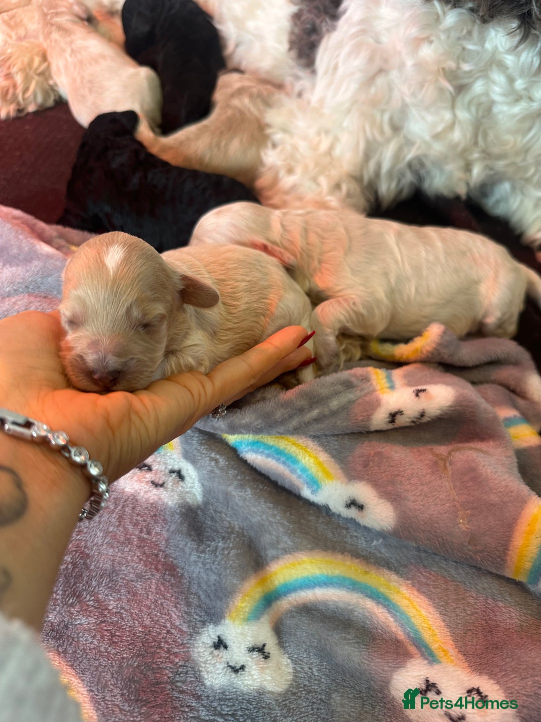 Cockapoo dogs for sale: F1B cockapoos  - Advert 7