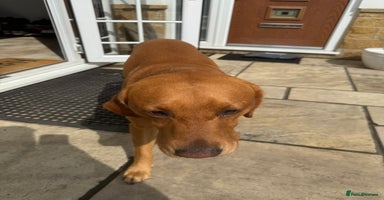 Mixed Breed dogs - Advert 6