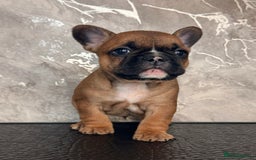 French Bulldog dogs for sale: Champion Sired Fawn / red fawn French bulldogs - Advert 2