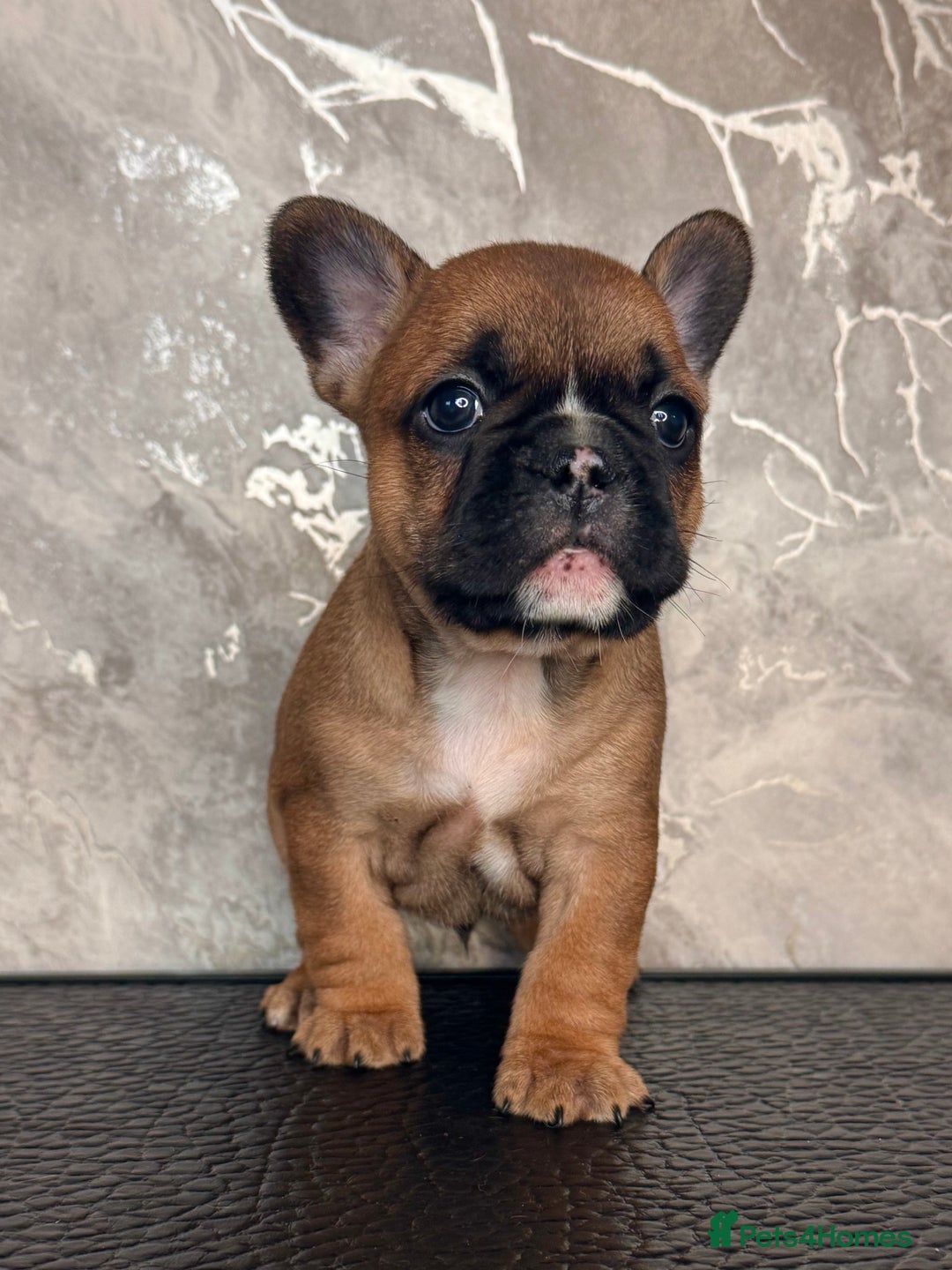 French Bulldog dogs for sale: Champion Sired Fawn / red fawn French bulldogs - Advert 2