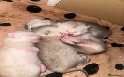 Scottish Fold cats for sale: Scottish Fold kittens - Image 6