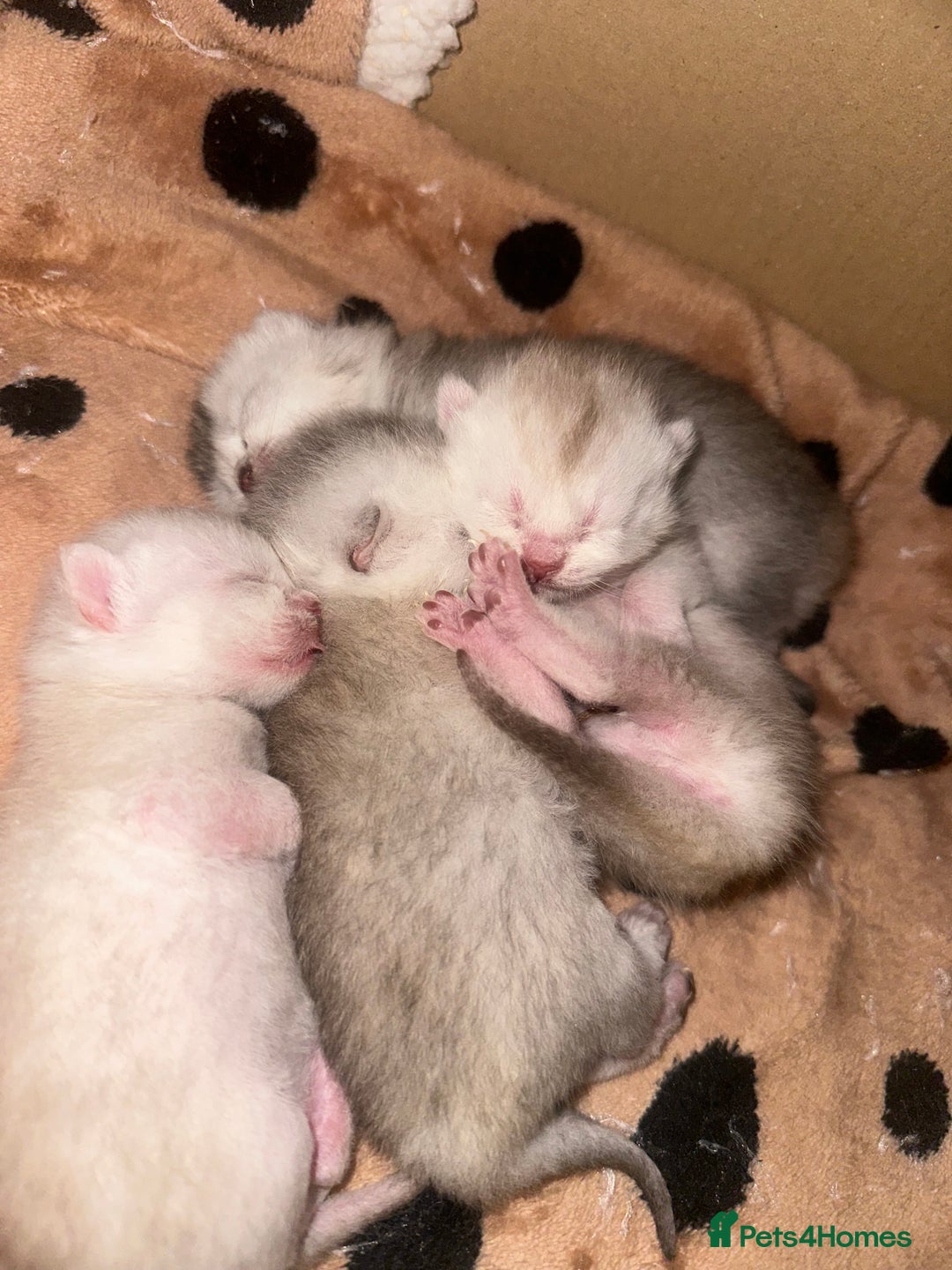 Scottish Fold cats for sale: Scottish Fold kittens - Image 6