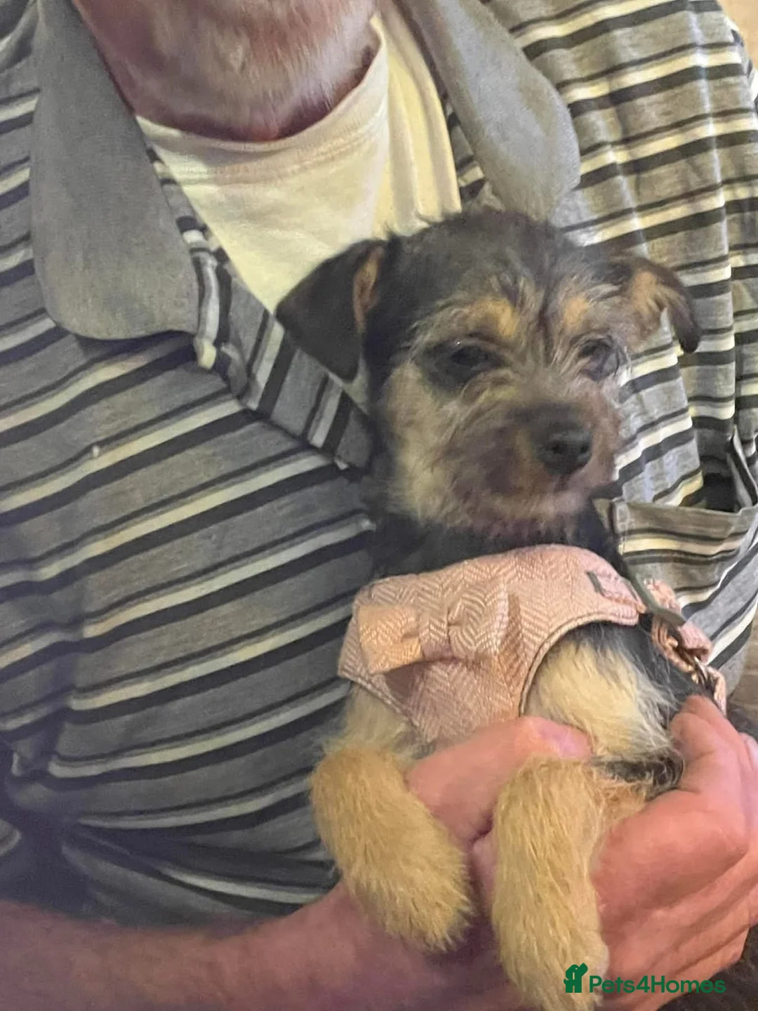 Mixed Breed dogs for adoption: Nami - Hingham Norfolk  - Advert 2