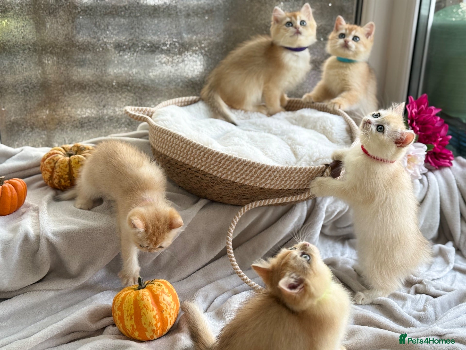 British Shorthair cats 💛Premium golden chinchilla bsh kittens 💛 - Advert 2