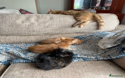 Mixed Breed cats for sale: Beautiful little kittens - Image 9