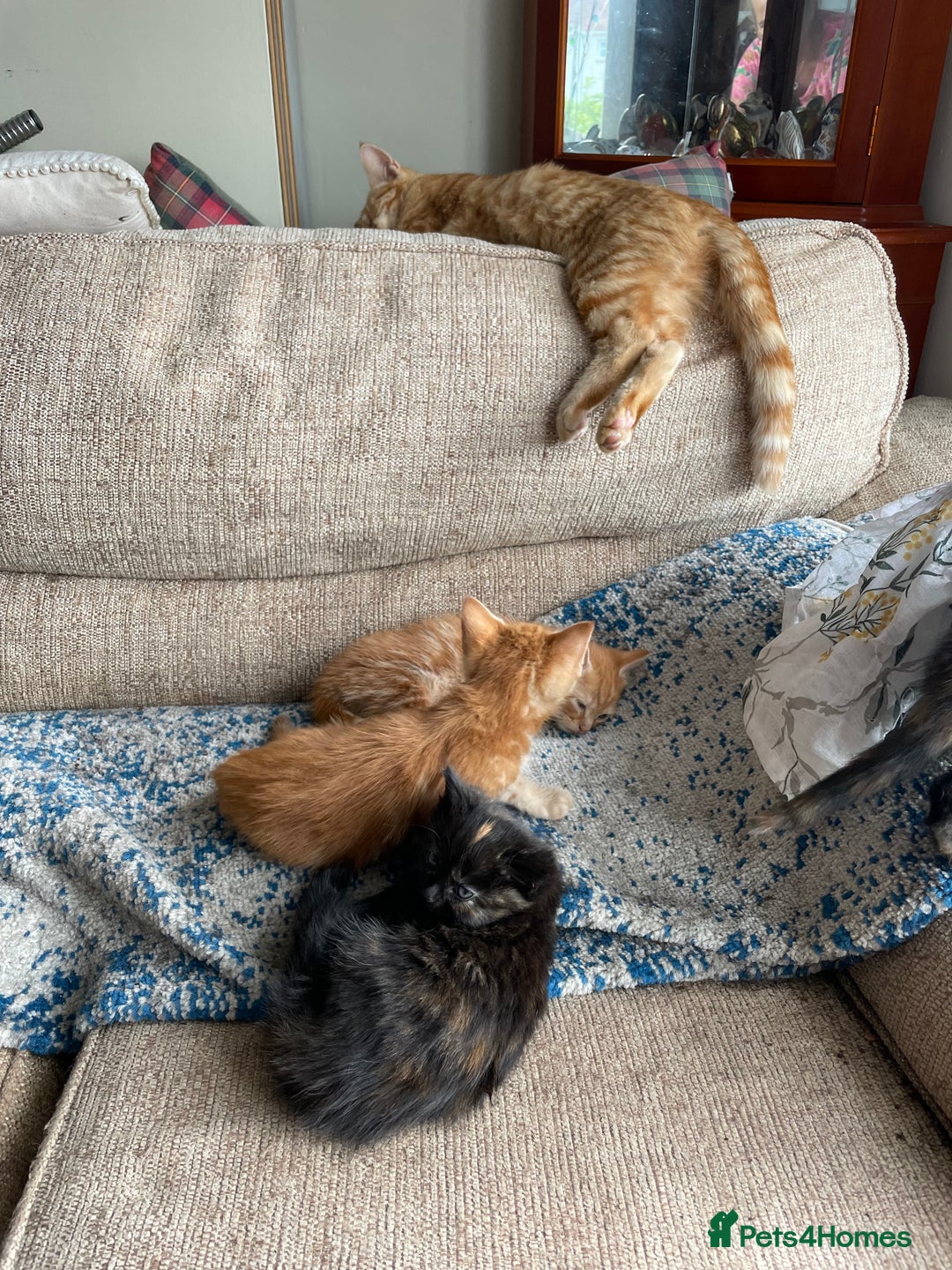 Mixed Breed cats for sale: Beautiful little kittens - Image 9